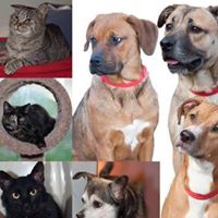 Wetzel County Animal Shelter